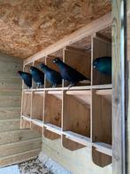 Super gezonde hoogvliegers, Meerdere dieren, Overige soorten