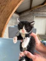 Boerderij kittens, Dieren en Toebehoren, Katten en Kittens | Overige Katten, Meerdere dieren, Kortharig, 0 tot 2 jaar
