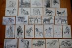 Partij 27x Paard Zwart Wit Tekeningen Art Kunstkaarten, Ophalen of Verzenden, 1980 tot heden, Paard