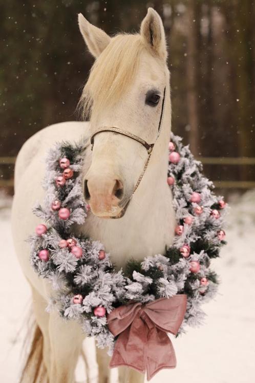 Halve stal meerhout, Dieren en Toebehoren, Paarden en Pony's | Overige Paardenspullen, Zo goed als nieuw, Dressuur, Ophalen