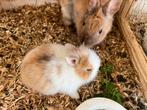 Dwergkonijntjes, Dieren en Toebehoren, Geslacht onbekend, Dwerg
