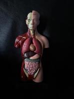 Medisch Anatomisch model, Ophalen of Verzenden