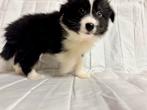 3/4 Border collie x 1/4 australian shepard puppies, 8 tot 15 weken, Collie, Meerdere, Meerdere dieren