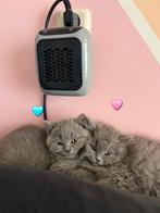 Kitten, Dieren en Toebehoren, Katten en Kittens | Raskatten | Langhaar, Meerdere dieren