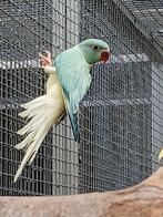 Aqua opaline bl st halsbandparkieten, Dieren en Toebehoren, Vogels | Parkieten en Papegaaien, Meerdere dieren, Parkiet, Geringd