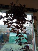 Tradescantia zebrina te koop, Huis en Inrichting, Kamerplanten, Ophalen, Halfschaduw, Minder dan 100 cm