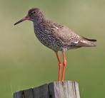 Gezocht tureluurs, Dieren en Toebehoren, Meerdere dieren, Overige soorten