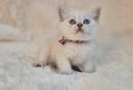 Britse Korthaar kittens beschikbaar vanaf 31 augustus, Dieren en Toebehoren, Katten en Kittens | Raskatten | Langhaar, Meerdere dieren