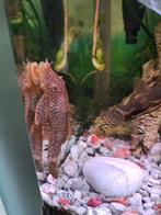 Ancistrus Borstelneus, Dieren en Toebehoren, Vis, Zoetwatervis