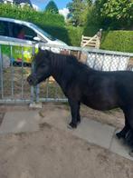 gezocht: iemand voor een shetlander om zadelmak te maken!, Ophalen of Verzenden