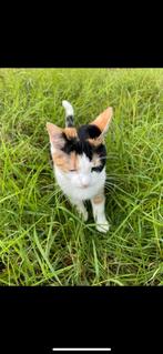 Lieve poes zoekt rustig plekje, Dieren en Toebehoren, Katten en Kittens | Overige Katten, Poes