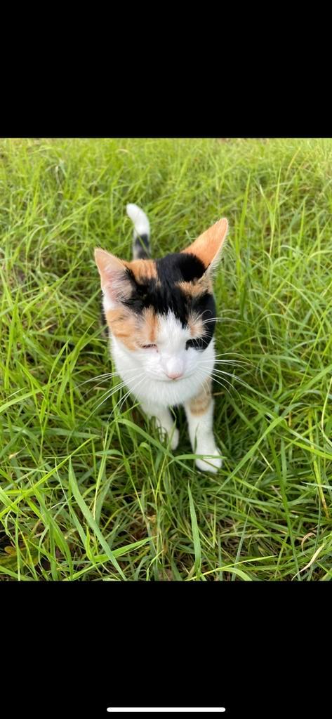 Lieve poes zoekt rustig plekje, Dieren en Toebehoren, Katten en Kittens | Overige Katten, Poes