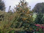 kerstbomen, Tuin en Terras, Planten | Bomen, Overige soorten, 250 tot 400 cm, Zomer, Ophalen