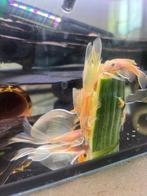 L144 Ancistrus Longfin (Lemon Blue Eye), Dieren en Toebehoren, Vis