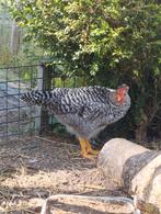 Cochin haan 3 maand oud, tam en rustig, Dieren en Toebehoren, Pluimvee, Mannelijk, Kip