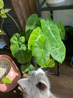 Alocasia Frydek Micholitziana, Huis en Inrichting, Kamerplanten, Ophalen of Verzenden