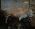 Dikbil Dekstier, Dieren en Toebehoren, Mannelijk