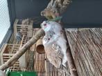 Koppel bonte diamantduif, Meerdere dieren, Overige soorten