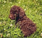 Toy poedel puppys mini toy poedels pup, Poedel, Rabiës (hondsdolheid), 8 tot 15 weken, Meerdere