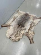 Rendierenhuid. Klein rendier. 130cm bij 70cm. GOOSSENS, Ophalen of Verzenden, Zo goed als nieuw