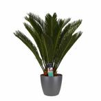 Decorum Cycas Revoluta met Elho brussels antracite, Overige soorten, Minder dan 100 cm, Halfschaduw, Verzenden