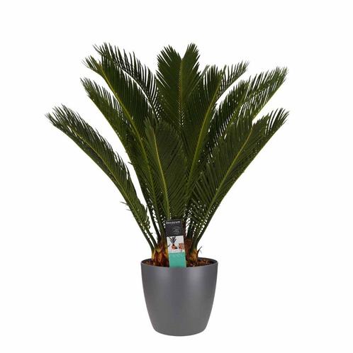 Decorum Cycas Revoluta met Elho brussels antracite, Huis en Inrichting, Kamerplanten, Overige soorten, Minder dan 100 cm, Halfschaduw