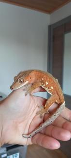 PET ONLY wimpergekko man, Dieren en Toebehoren, Hagedis, 0 tot 2 jaar