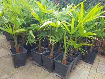 Palmboom trachycarpus 110cm hoog palm beschikbaar voor biedingen