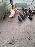 Eenden, Dieren en Toebehoren, Pluimvee, Mannelijk, Eend