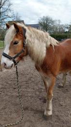 haflinger voor lease aangeboden