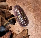Armadillidium tirolense "Lake Garda" isopods pissebedden, Overige soorten