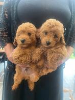 Maltipoo reutjes, Dieren en Toebehoren, Honden | Chihuahua's en Gezelschapshonden, CDV (hondenziekte), 8 tot 15 weken, Meerdere