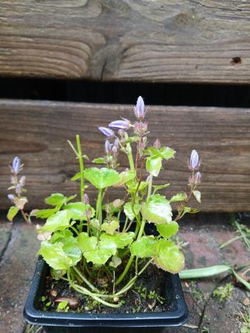 Klokjesbloem (Campanula) P9 beschikbaar voor biedingen