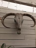 Echte Schedel met Onderkaak - Decoratie Curiosa Brocante Sti, Antiek en Kunst, Curiosa en Brocante, Ophalen of Verzenden