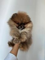 Pomeriaan Teefjes Pups Bearface, Dieren en Toebehoren, 8 tot 15 weken, Teef, Eén hond, Nederland