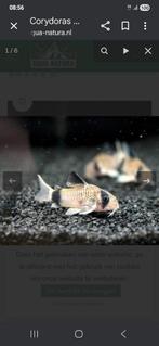 Corydoras panda nu ook jonge corydoras panda, Dieren en Toebehoren, Vissen | Aquariumvissen, Vis