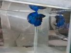Betta splendens super delta kempvis man, Dieren en Toebehoren, Vissen | Aquariumvissen, Vis, Zoetwatervis