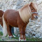 Verzorgpony gezocht, Dieren en Toebehoren, Paarden en Pony's | Verzorgingsproducten, Ophalen of Verzenden