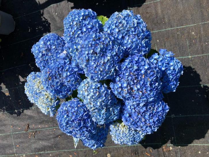 Hydrangea macrophylla (hortensia) in div. maten/kleuren pot, Tuin en Terras, Planten | Tuinplanten, Overige soorten, Halfschaduw