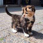 Kortharige kittens te koop (3 katers), Dieren en Toebehoren, Katten en Kittens | Overige Katten, Kater, Kortharig