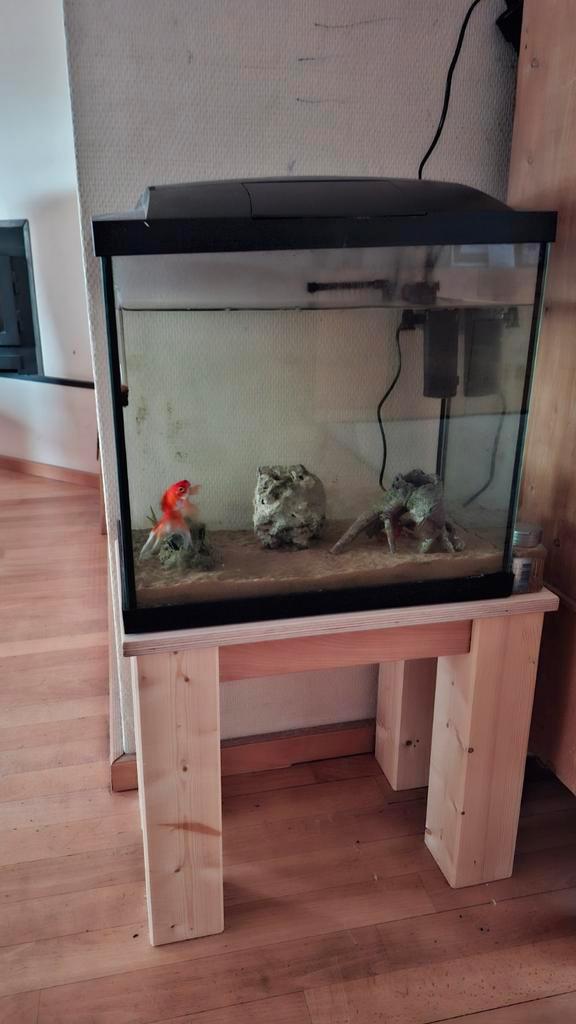 Goudvis met compleet Aquarium, Dieren en Toebehoren, Vissen | Aquaria en Toebehoren, Gebruikt, Gevuld zoetwateraquarium, Ophalen