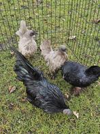 Chabo zwartkop en grijskop. Te koop., Dieren en Toebehoren, Pluimvee, Meerdere dieren, Kip