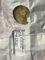 Fossielen ammoniet diversen, Ophalen of Verzenden