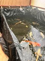 Koi karpers en anderen visjes, Dieren en Toebehoren, Karper of Koi