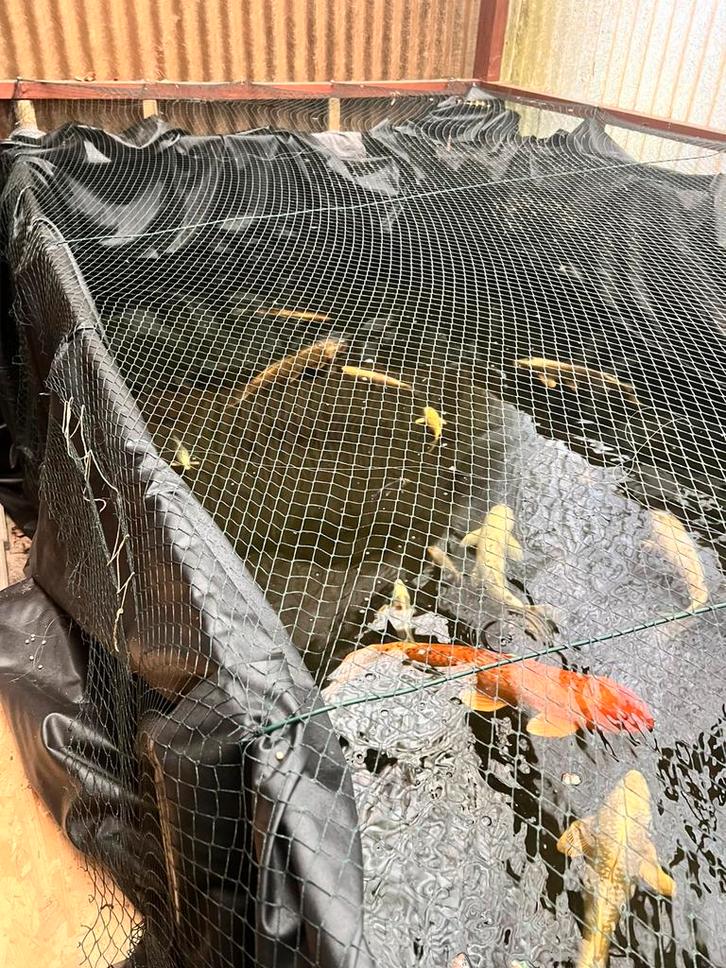 Koi karpers en anderen visjes, Dieren en Toebehoren, Vissen | Vijvervissen, Karper of Koi
