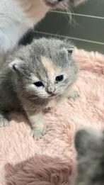Britse korthaar kittens, Dieren en Toebehoren, Meerdere dieren, Gechipt, 0 tot 2 jaar