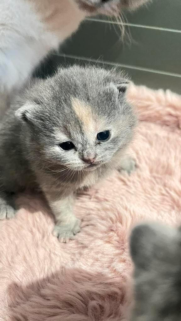 Britse korthaar kittens, Dieren en Toebehoren, Katten en Kittens | Raskatten | Korthaar, Meerdere dieren, 0 tot 2 jaar, Gechipt