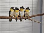 Diverse vogels | Morgenvroeg geopend, Dieren en Toebehoren, Vogels | Parkieten en Papegaaien, Meerdere dieren, Parkiet