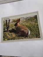 BEEKBERGEN.  HAAS, Ophalen of Verzenden, 1940 tot 1960, Gelderland