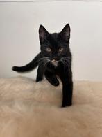 X Noorse Boskat kittens kortharig m/v, Dieren en Toebehoren, Katten en Kittens | Dekkaters, 0 tot 2 jaar